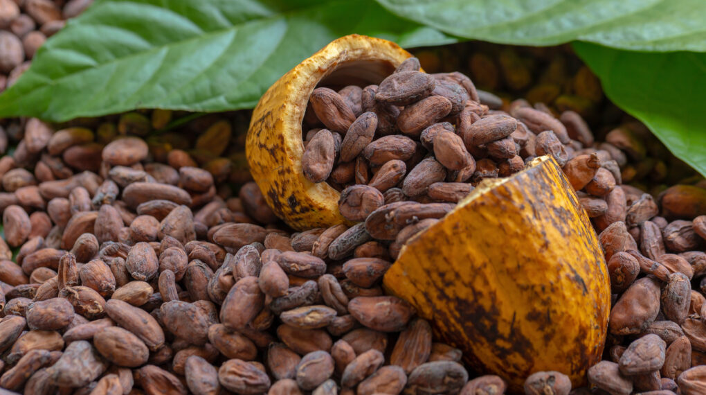 Cocoa Beans and Cocoa Fruits on wooden, Cocoa  concept