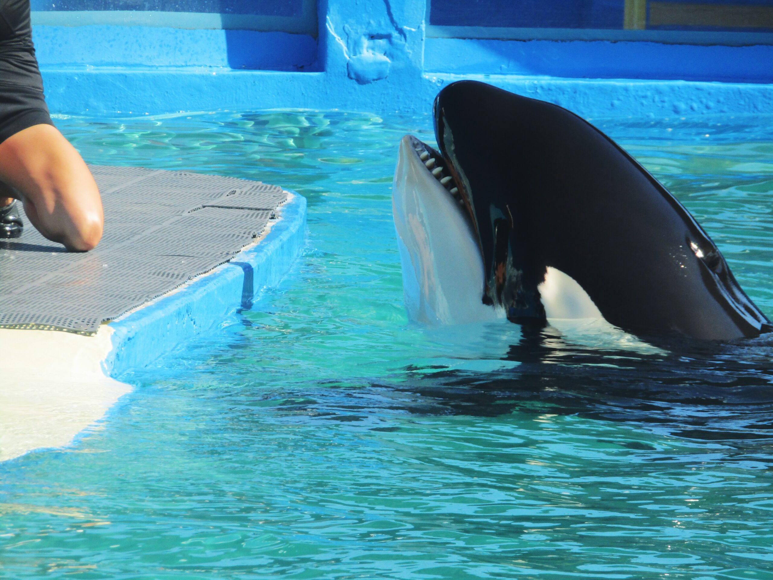 Orca attack was a hoax