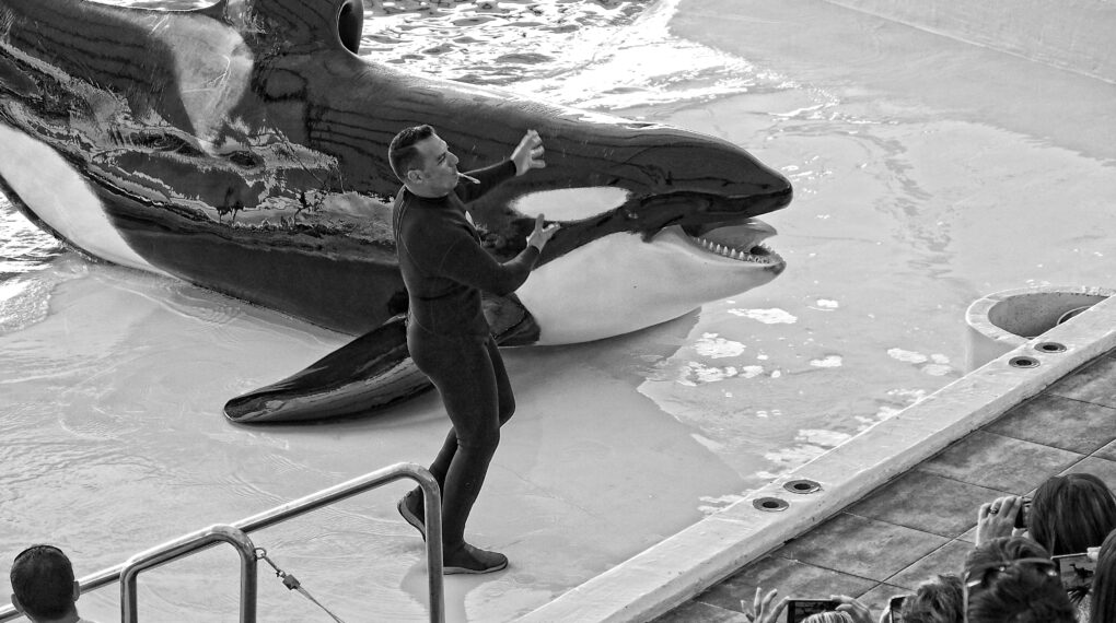 orca attack was a hoax