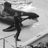 orca attack was a hoax